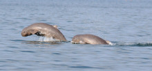 irrawaddy_dolphins