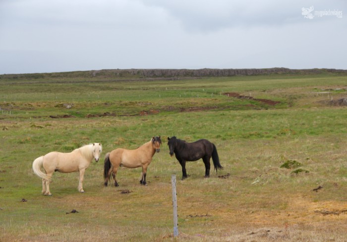 caballos islandia