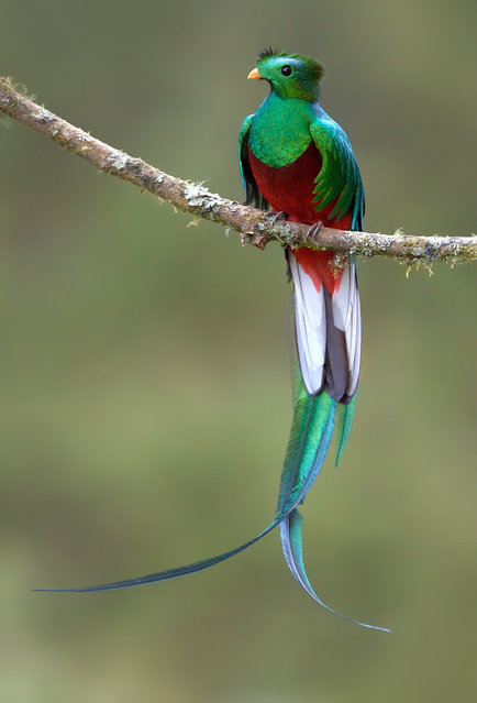 El colorido Quetzal