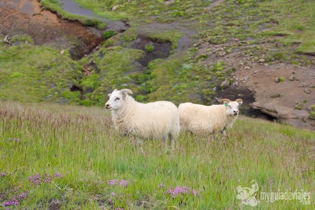 ovejas en islandia