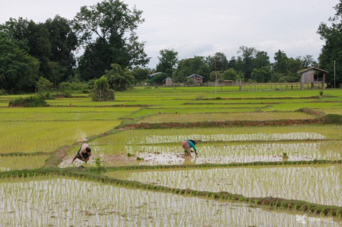 cultivos arroz laos