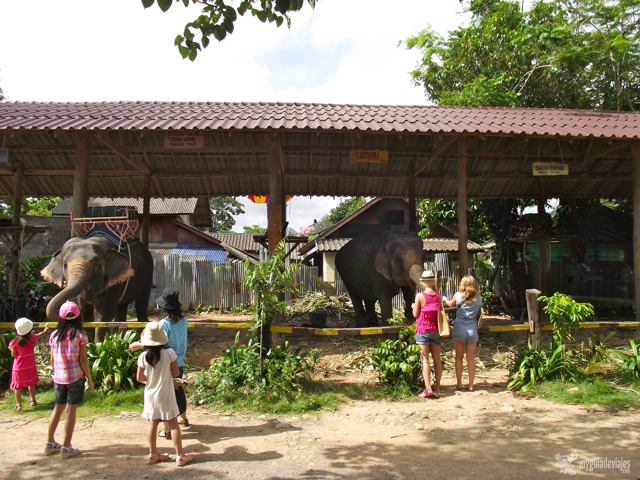elefantes en Ko chang