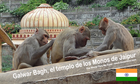 templo monos