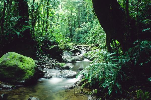Selva panameña