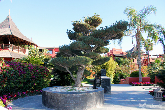 bonsai asia gardens