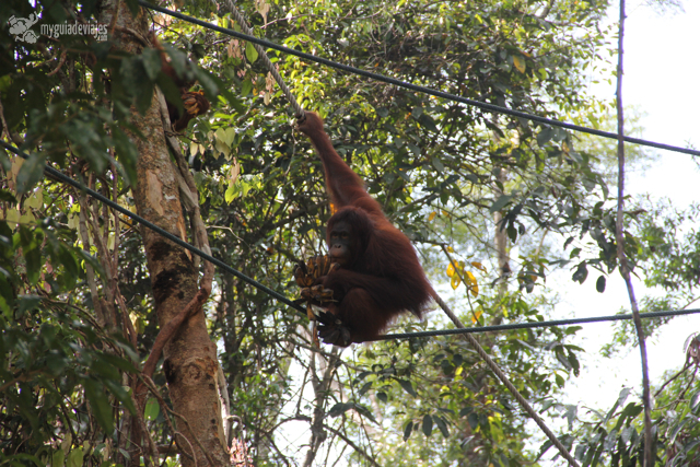 conservacion orangutan