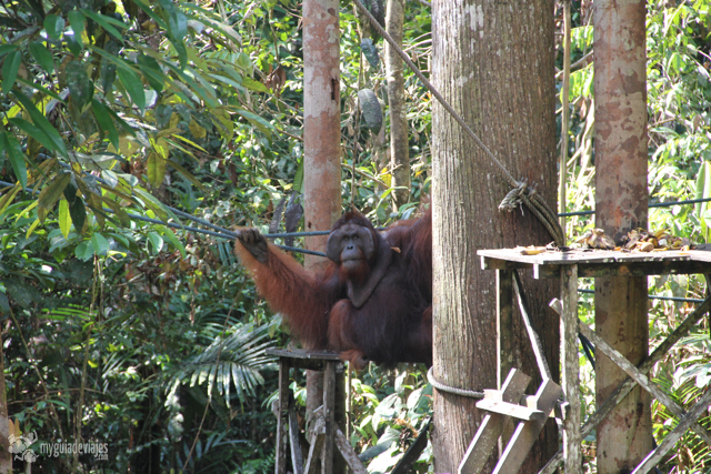 orangutan en borneo