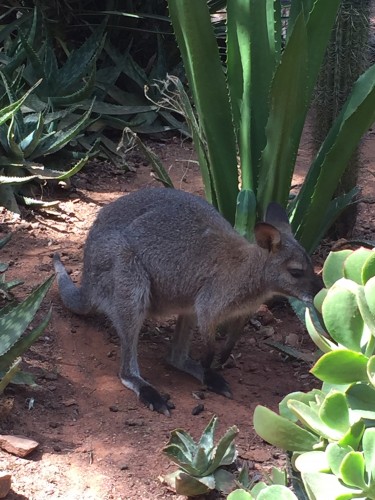 canguros zoo algarve