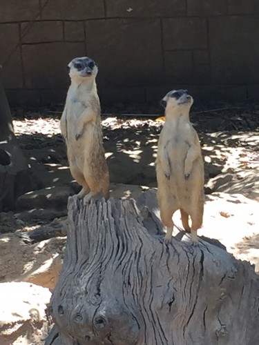 suricatos zoo algarve