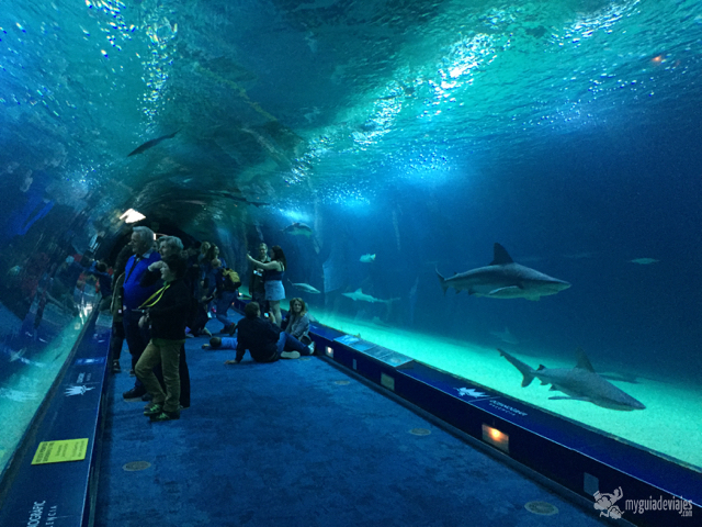 Acuario con tiburones