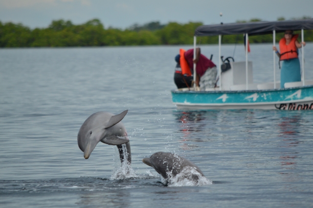 dolphins-boca_del_toro
