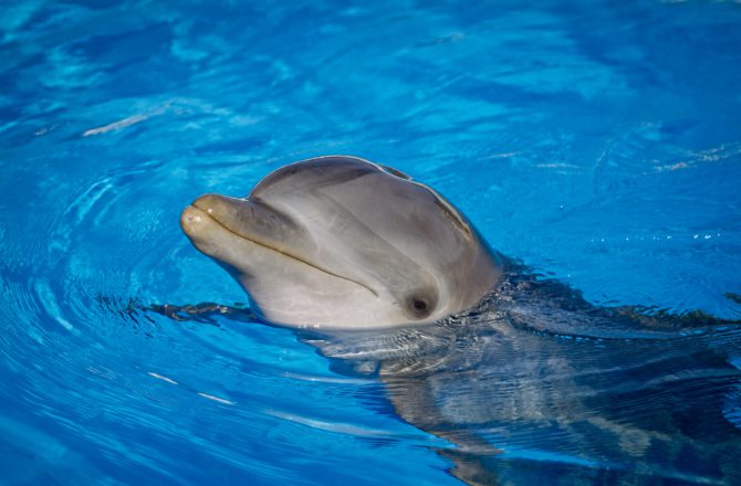 Delfines juguetones. Imagen de Mediterráneo Marine Park.