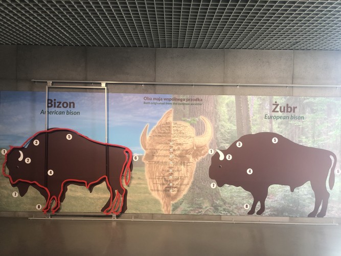 bisonte americano vs bisonte europeo