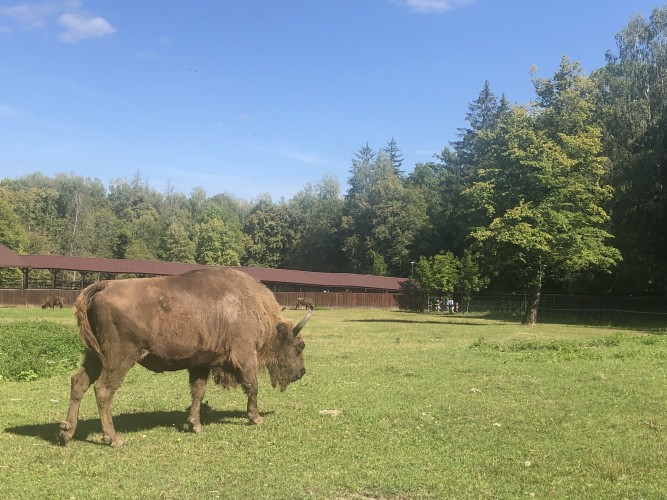 bialowieza bison 