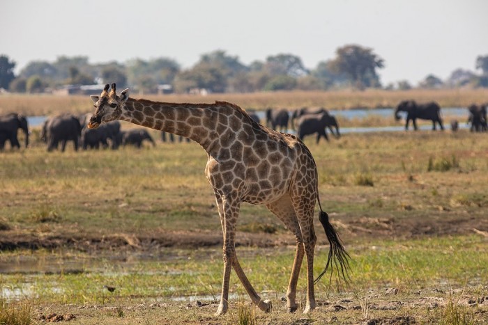 Girafa PN Chobe